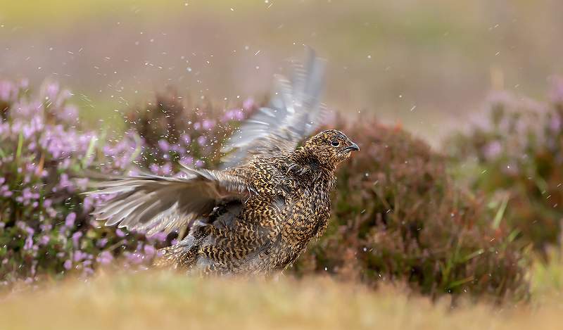 Wet Grouse_David Schenck.jpg